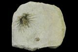 Rare Koneprusia With Crisscrossing Axial Spines - Hmar Lakhdad #167889-1